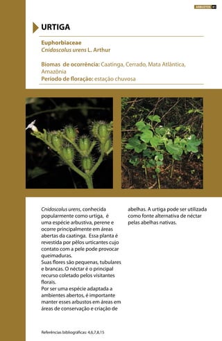 Cnidoscolus urens, conhecida
popularmente como urtiga, é
uma espécie arbustiva, perene e
ocorre principalmente em áreas
abertas da caatinga. Essa planta é
revestida por pêlos urticantes cujo
contato com a pele pode provocar
queimaduras.
Suas flores são pequenas, tubulares
e brancas. O néctar é o principal
recurso coletado pelos visitantes
florais.
Por ser uma espécie adaptada a
ambientes abertos, é importante
manter esses arbustos em áreas em
áreas de conservação e criação de
abelhas. A urtiga pode ser utilizada
como fonte alternativa de néctar
pelas abelhas nativas.
Euphorbiaceae
Cnidoscolus urens L. Arthur
Biomas de ocorrência: Caatinga, Cerrado, Mata Atlântica,
Amazônia
Período de floração: estação chuvosa
URTIGA
Referências bibliográficas: 4,6,7,8,15
ARBUSTOS 81
 