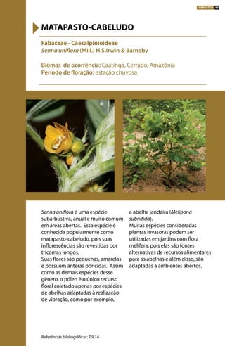 Senna uniflora é uma espécie
subarbustiva, anual e muito comum
em áreas abertas. Essa espécie é
conhecida popularmente como
matapasto-cabeludo, pois suas
inflorescências são revestidas por
tricomas longos.
Suas flores são pequenas, amarelas
e possuem anteras poricidas. Assim
como as demais espécies desse
gênero, o pólen é o único recurso
floral coletado apenas por espécies
de abelhas adaptadas à realização
de vibração, como por exemplo,
a abelha jandaíra (Melipona
subnitida).
Muitas espécies consideradas
plantas invasoras podem ser
utilizadas em jardins com flora
melífera, pois elas são fontes
alternativas de recursos alimentares
para as abelhas e além disso, são
adaptadas a ambientes abertos.
Fabaceae - Caesalpinioideae
Senna uniflora (Mill.) H.S.Irwin & Barneby
Biomas de ocorrência: Caatinga, Cerrado, Amazônia
Período de floração: estação chuvosa
MATAPASTO-CABELUDO
Referências bibliográficas: 7,9,14
ARBUSTOS 85
 