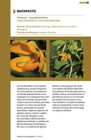Senna obtusifolia é uma espécie
subarbustiva, anual e frequente
em áreas abertas. Essa espécie é
conhecida popularmente como
matapasto ou matapasto-liso. Suas
flores são amarelas, de tamanho
médio e possuem anteras poricidas.
O pólen é o único recurso floral,
porém, produzido em grande
quantidade. Algumas espécies de
abelhas nativas coletam o pólen
por meio de vibrações como,
por exemplo, a abelha jandaíra
(Melipona subnitida), as abelhas do
gênero Xylocopa (mamangavas-
de-toco) e as abelhas do gênero
Bombus (mamangavas-de-chão)
e as abelhas da família Halictidae.
Essa planta é fonte de pólen para as
abelhas nativas, principalmente no
período das chuvas e na transição
da estação chuvosa para a seca.
Para fortalecer a criação de abelhas
nativas é importante manter esses
arbustos em áreas de conservação
e criação de abelhas.
Fabaceae - Caesalpinioideae
Senna obtusifolia (L.) H.S.Irwin & Barneby
Biomas de ocorrência: Caatinga, Mata Atlântica, Pantanal,
Amazônia
Período de floração: estação chuvosa
MATAPASTO
Referências bibliográficas: 7,9,14,16
ARBUSTOS 87
 