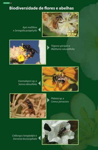 Biodiversidade de flores e abelhas
Trigona spinipes e
Waltheria rotundifolia
Plebeia sp. e
Cereus jamacaru
Exomalopsis sp. e
Senna obtusifolia
Apis mellifera
e Senegalia polyphylla
Ceblurgus longipalpis e
Varronia leucocephala
ÁRVORES 08
 