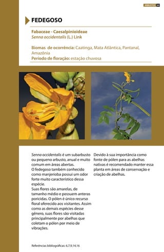 Senna occidentalis é um subarbusto
ou pequeno arbusto, anual e muito
comum em áreas abertas.
O fedegoso também conhecido
como manjerioba possui um odor
forte muito característico dessa
espécie.
Suas flores são amarelas, de
tamanho médio e possuem anteras
poricidas. O pólen é único recurso
floral oferecido aos visitantes. Assim
como as demais espécies desse
gênero, suas flores são visitadas
principalmente por abelhas que
coletam o pólen por meio de
vibrações.
Devido à sua importância como
fonte de pólen para as abelhas
nativas é recomendado manter essa
planta em áreas de conservação e
criação de abelhas.
Fabaceae - Caesalpinioideae
Senna occidentalis (L.) Link
Biomas de ocorrência: Caatinga, Mata Atlântica, Pantanal,
Amazônia
Período de floração: estação chuvosa
FEDEGOSO
Referências bibliográficas: 6,7,9,14,16
ARBUSTOS 89
 