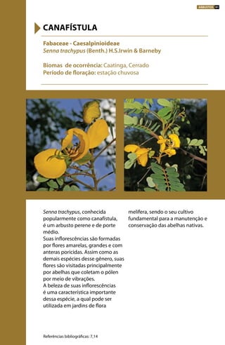 Senna trachypus, conhecida
popularmente como canafístula,
é um arbusto perene e de porte
médio.
Suas inflorescências são formadas
por flores amarelas, grandes e com
anteras poricidas. Assim como as
demais espécies desse gênero, suas
flores são visitadas principalmente
por abelhas que coletam o pólen
por meio de vibrações.
A beleza de suas inflorescências
é uma característica importante
dessa espécie, a qual pode ser
utilizada em jardins de flora
melífera, sendo o seu cultivo
fundamental para a manutenção e
conservação das abelhas nativas.
Fabaceae - Caesalpinioideae
Senna trachypus (Benth.) H.S.Irwin & Barneby
Biomas de ocorrência: Caatinga, Cerrado
Período de floração: estação chuvosa
CANAFÍSTULA
Referências bibliográficas: 7,14
ARBUSTOS 91
 