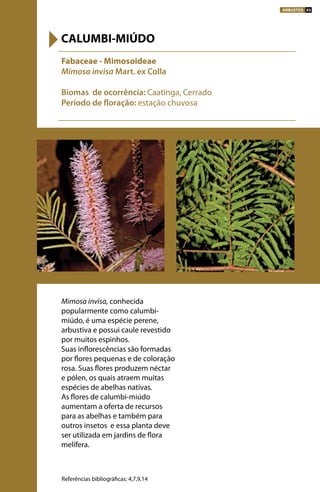 Mimosa invisa, conhecida
popularmente como calumbi-
miúdo, é uma espécie perene,
arbustiva e possui caule revestido
por muitos espinhos.
Suas inflorescências são formadas
por flores pequenas e de coloração
rosa. Suas flores produzem néctar
e pólen, os quais atraem muitas
espécies de abelhas nativas.
As flores de calumbi-miúdo
aumentam a oferta de recursos
para as abelhas e também para
outros insetos e essa planta deve
ser utilizada em jardins de flora
melífera.
Fabaceae - Mimosoideae
Mimosa invisa Mart. ex Colla
Biomas de ocorrência: Caatinga, Cerrado
Período de floração: estação chuvosa
CALUMBI-MIÚDO
Referências bibliográficas: 4,7,9,14
ARBUSTOS 93
 