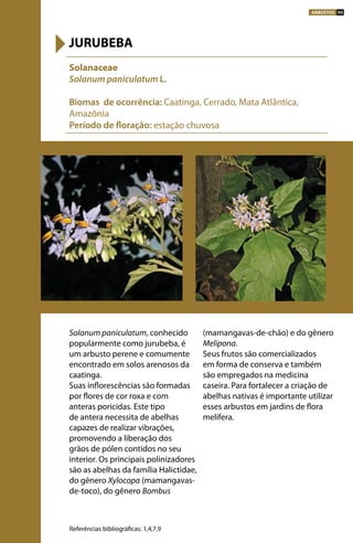 Solanum paniculatum, conhecido
popularmente como jurubeba, é
um arbusto perene e comumente
encontrado em solos arenosos da
caatinga.
Suas inflorescências são formadas
por flores de cor roxa e com
anteras poricidas. Este tipo
de antera necessita de abelhas
capazes de realizar vibrações,
promovendo a liberação dos
grãos de pólen contidos no seu
interior. Os principais polinizadores
são as abelhas da família Halictidae,
do gênero Xylocopa (mamangavas-
de-toco), do gênero Bombus
(mamangavas-de-chão) e do gênero
Melipona.
Seus frutos são comercializados
em forma de conserva e também
são empregados na medicina
caseira. Para fortalecer a criação de
abelhas nativas é importante utilizar
esses arbustos em jardins de flora
melífera.
Solanaceae
Solanum paniculatum L.
Biomas de ocorrência: Caatinga, Cerrado, Mata Atlântica,
Amazônia
Período de floração: estação chuvosa
JURUBEBA
Referências bibliográficas: 1,4,7,9
ARBUSTOS 95
 