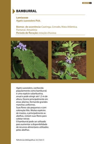 Hyptis suaveolens, conhecida
popularmente como bamburral,
é uma espécie subarbustiva,
anual e pode atingir até 1,3 m de
altura. Ocorre principalmente em
áreas abertas, formando grandes
manchas uniformes.
Suas flores são pequenas e com
coloração lilás. Muitas espécies
de insetos, e principalmente as
abelhas, visitam suas flores para
coletar néctar.
O bamburral pode ser utilizado
para aumentar a disponibilidade
de recursos alimentares utilizados
pelas abelhas.
Lamiaceae
Hyptis suaveolens Poit.
Biomas de ocorrência: Caatinga, Cerrado, Mata Atlântica,
Pantanal, Amazônia
Período de floração: estação chuvosa
BAMBURRAL
Referências bibliográficas: 4,5,7,8,9,13
ARBUSTOS 97
 
