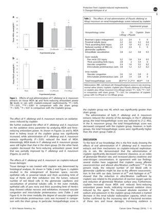 The effect of P. alkekengi and A. maurorum extracts on oxidative
stress induced by cisplatin
We further evaluated the effect of P. alkekengi and A. maurorum
on the oxidative stress parameter by analyzing MDA and ferric-
reducing antioxidant power. As shown in Figures 2a and b, MDA
level in kidney tissue of the cisplatin group was signiﬁcantly
increased, while administration of P. alkekengi and A. maurorum
extracts signiﬁcantly (Po0.05) reduced the level of MDA.
Interestingly, MDA levels in P. alkekengi and A. maurorum groups
were still higher than that in the sham group. On the other hand,
cisplatin decreased the ferric-reducing antioxidant power level
that was partially improved by P. alkekengi and A. maurorum
(Figures 2a and b).
The effects of P. alkekengi and A. maurorum on cisplatin-induced
tissue damages
Tissue damage in rats treated with cisplatin was determined by
histological analyses. As shown in Table 2 and Figure 3, cisplatin
resulted in the enlargement of Bowman space, necrotic
epithelial cells in proximal tubule and thick ascending limb of
loop of Henle and their exfoliation into the lumen, reduced
number of red blood cells in the glomerular capillaries and
vacuolization of proximal tubules cells. In the outer medulla,
epithelial cells of pars recta and thick ascending limb of Henle's
loop showed cellular necrosis and exfoliation, increased vascular
congestion and intra-tubular proteinaceous casts (Table 2 and
Figure 4). In the inner medulla, the degree of vascular congestion
and intra-tubular proteinaceous casts was increased in compar-
ison with the sham group. In particular, histopathologic score in
the cisplatin group was 40, which was signiﬁcantly greater than
sham group.
The administration of both P. alkekengi and A. maurorum
extracts reduced the severity of the damages; in the P. alkekengi
group, the total histopathologic score was reduced to 21.2. Also,
in the A. maurorum group, the total histopathologic score was
decreased compared with the cisplatin group. However, in both
groups, the total histopathologic scores were signiﬁcantly higher
than the sham group (Table 2).
DISCUSSION
To the best of our knowledge, this is the ﬁrst study showing the
effects of oral administration of P. alkekengi and A. maurorum
extracts and their mechanisms on cisplatin-induced nephrotoxi-
city in rats. We demonstrated that the administration of
cisplatin signiﬁcantly decreased creatinine clearance, as an index
of glomerular ﬁltration rate, and increased plasma creatinine and
urea-nitrogen concentrations. In agreement with our ﬁndings,
several studies have suggested that cisplatin causes afferent
vasoconstriction and altered ultra-ﬁltration coefﬁcient.27,28
In the
present study, the reduced number of red blood cells in
glomerular capillaries might be due to the afferent vasoconstric-
tion. In line with our data, Somani et al.29
and Aydogan et al.30
showed that the reduction in ultra-ﬁltration coefﬁcient by
cisplatin was related to the production of reactive oxygen species
and reduction of glomerular ﬁltration surface area. Furthermore,
cisplatin increased tissue MDA and reduced ferric-reducing
antioxidant power levels, indicating increased oxidative stress
induced by this agent. The increased absolute excretion of
sodium and potassium in the cisplatin group indicated a marked
decrease in the renal tubular reabsorption capacity, which was
further conﬁrmed by the increasing rate of fractional excretion
of these ions and tissue damages. Increasing evidence is
0
5
10
15
20
25
30
35
40
Sham Cisplatin Cis+Physalis Cis+Alhagi
Experimental grops
TissueMDA(nmol/gKW)
††
**
†
**
***
0
2
4
6
8
10
12
14
16
18
Sham Cisplatin Cis+Physalis Cis+Alhagi
Experimental groups
TissueFRAP(µmol/gKW)
***
†
***
††
**
Figure 2. Effects of oral administration of P. alkekengi or A. maurorum
extracts on tissue MDA (a) and ferric-reducing antioxidant power
(b) levels in rats with cisplatin-induced nephrotoxicity. *Po0.05,
**Po0.01, ***Po0.001 in comparison with the sham group.
†
Po0.05, ††
Po0.01 in comparison with the Cisplatin group.
Table 2. The effects of oral administration of Physalis alkekengi or
Alhagi maurorum on renal histopathologic scores induced by cisplatin
Experimental groups
Histopathology cortex Cis
+Alhagi
Cis
+Physalis
Cisplatin Sham
Bowman's space enlargement 2.2 2.4 5 0
Proximal tubule injury 2.2 2.6 3.2 0.4
Thick ascending limb injury 2.4 1.8 4.2 0.3
Reduced number of RBCs in
glomerular capillaries
2.3 2.4 5 0
Intracellular vacuolization 2.8 2.2 3.8 0.3
Outer medulla
Pars recta (S3) injury 3.2 1.8 3.4 0.5
Thick ascending limb injury 2.8 2 3.4 0
Vascular congestion 2.4 1.6 3.2 0.2
Intra-tubular proteinaceous casts 2.8 1.2 3.2 0.2
Inner medulla
Vascular congestion 2.6 1.8 2.8 0
Intra-tubular proteinaceous casts 2.8 1.4 2.8 0
Total histopathologic score 28.5**†† 21.2*†† 40.0** 1.9
Abbreviation: RBC, red blood cell. Histopathological scores in rats receiving
normal saline (sham), cisplatin, cisplatin plus Physalis alkekengi (Cis+Physal)
or cisplatin plus Alhagi maurorum (Cis+Alhagi) extract. *Po0.05, **Po0.01
in comparison with sham group. ††
Po0.01, for comparison of cisplatin
group with Cis+Physal or Cis+Alhagi group.
Protection from cisplatin-induced nephrotoxicity
S Changizi-Ashtiyani et al
3
© 2016 Nature America, Inc. Cancer Gene Therapy (2016), 1 – 6
 