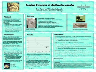 Abstract
Feeding Dynamics of Callinectes sapidus
Erin Plachy and Michelle Poulopoulos
University of Tampa, Department of Biology
Introduction Results
There was no significant linear relationship between the
growth difference and feeding time (r2=0.59, n=6, F1,5= 5.68,
p=0.08).
It was shown that there was no significant difference
between the number of times the crabs ate in the morning and
the number of times they ate at night (χ2=0.28, 1 df, p>0.05).
However, there was a significant correlation between
feeding time and carapace size in blue crabs indicating that
larger crabs take less time to consume the piece of fish
(r2=0.82, n=6, F1,5= 18.08, p=0.013).
See Figure 1
Methods
Crabs collected by pushnet in Tampa Bay
Crabs were measured before and after the experiment in mm
Set up 5 tanks in Marine Ecology lab
Separate bowl setup was used for feeding time
0.05 g piece of silverside fish was provided per feeding
Consumption time was recorded per crab in seconds
Feeding time for each crab was recorded approximately every 12
hours, once in the morning and once at night
Fig 1: Carapace area in mm2 effect on average feeding time in seconds in Callinectes
sapidus. Each point on the graph represents the average feeding time of an individual crab.
y = -0.1101x + 152.57, r2=0.82, F= 18.08, p=0.013.
Juvenile Callinectes sapidus commonly known as
blue crabs, were taken from the Florida gulf waters to
explore some factors involved in feeding time.
Six blue crabs were fed a piece of silverside fish
every 12 hours.
Statistical tests:
Time of day does not affect the feeding frequency.
Growth rate of the crab was not significantly
associated with feeding time.
There was a relationship between carapace area
and feeding time.
This suggests that the dynamics of a blue crab
population will not be affected by a food source’s
change in time of activity, but could be altered by
intraspecific competition due to body size.
The blue crab, or Callinectes sapidus (Rathburn), is
a formidable predator that plays a key role in
maintaining species diversity and community structure
in many benthic communities (Hines et al., 1987).
Range: along the Atlantic coast of the United States
and Gulf region, juveniles residing mainly in seagrass
beds (Seitz et al., 2011; Seitz et al., 2005).
Diet: plants, detritus, invertebrates, fish, and
cannibalism (Hughes and Seed, 1997; Marshall et al.,
2005).
Factors that could potentially affect the feeding
dynamics of the blue crab:
Carapace size: competition is likely to favor larger
male crabs, which raises the potential for detrimental
effects on female and smaller crabs (Beattie, 2012).
Growth rate: growth rate related to ecdysis could
affect the foraging behavior of the blue crab.
Molting time (Marshall et al., 2005).
Time of day blue crabs are most actively feeding
During the postlarval stage of their life cycle,
they are more active at night (Forward et al.,
2005).
There is a lack of studies on juvenile blue crab
activity including what time of day they feed.
References
Beattie, C., K. A. Pitt, R. M. Connolly. 2012. Both size and gender of mud crabs influence the outcomes of interference interactions. Journal of Experimental Marine Biology and Ecology1-6: 434-435.
Forward, R. B. Jr., N. B. Reyns, H. Diaz, J. H. Cohen, and D. B. Eggleston. 2005. Endogenous swimming rhythms underlying secondary dispersal of early juvenile blue crabs, Callinectes sapidus. Journal of Experimental
Marine Biology and Ecology316: 91–100.
Hines, A. H., R. N. Lipcius, and A. M. Haddon. 1987. Population dynamics and habitat partitioning by size, sex, and molt stage of blue crabs Callinectes sapidus in a subestuary of central Chesapeake Bay. Marine Ecology36:
55-64.
Marshall, S., K. Warburton, B. Paterson, and D. Mann. 2005. Cannibalism in juvenile blue-swimmer crabs Portunus pelagicus (Linnaeus, 1766): effects of body size, moult stage and refuge availability. Applied Animal
Behaviour Science90: 65-82.
Seed, R. and R.N. Hughes. 1997. Chelal Characteristics and Foraging Behaviour of the Blue Crab Callinectes sapidus Rathbun. Estuarine, Coastal and Shelf Science44: 221–229.
Seitz, R. D., K. E. Knick, and M. Westphal. 2011. Diet Selectivity of Juvenile Blue Crabs (Callinectes sapidus) in Chesapeake Bay. Integrative and Comparative Biology51: 598-607.
Seitz, R. D., R. N. Lipcius, and M. S. Seebo. 2005. Food availability and growth of the blue crab in seagrass and unvegetated nurseries of Chesapeake Bay. Journal of Experimental Marine Biology and Ecology319: 57–68.
Tagatz, M. E. 1968. Growth of juvenile blue crabs, Callinectes sapidus Rathbun, in the St. Johns River, Florida. Fishery Bulletin67: 281-288.
Background image from http://www.coastalmobile.com
A close view of a
juvenile Callinectes
sapidus. Juveniles
become adults at about
100 cm (Tagatz, 1968).
Discussion
Larger blue crabs take less time to consume an equally weighted piece of fish than the smaller crabs.
Intraspecific competition between larger and smaller crabs.
Faster feeding rate on larger crabs may not necessarily put smaller crabs at a disadvantage.
Actual amount of food needed for survival was not tested.
The faster a blue crab eats does not affect the amount of growth in a given time.
A faster consumption time means a crab can consume more food in less time. However, we did not
measure how much food an individual juvenile blue crab could eat.
Study: the amount of times a blue crab molts does not necessarily result in different final sizes while
the amount of food stays constant (Tagatz, 1968).
Quantity of food may have an effect on growth rate rather than consumption time.
Juvenile blue crabs did not show any preference to what time of day they prefer to feed.
The data goes to show that if either a strictly diurnal or nocturnal food source for the blue crab
changes behavior in terms of when it is available, the blue crab population will be able to survive due to
their active feeding behavior throughout the day and night.
The ability to feed at any time during the day or night and their flexibility in prey item choice shows
they are hardy crustaceans able to withstand changes in foraging due to disturbances.
y = -0.1101x + 152.57
R² = 0.8192
0.0
20.0
40.0
60.0
80.0
100.0
120.0
140.0
160.0
0.0 200.0 400.0 600.0 800.0 1000.0 1200.0
AverageFeedingTime(s)
Carapace Area (mm2)
The smaller bowl contains water from crab’s
original tank. The outer bowl is for
containing the crab if it crawls out.
Top: Tank setup
Bottom: Silverside fish with 0.05 g portion used for feeding
Acknowledgements
We would like to thank Dr. Masonjones and UT research students for collecting our crabs.
 
