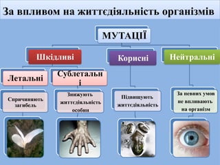 За впливом на життєдіяльність організмів
МУТАЦІЇ
Шкідливі
Летальні
Спричиняють
загибель
Сублетальн
і
Знижують
життєдіяльність
особин
Корисні
Підвищують
життєдіяльність
Нейтральні
За певних умов
не впливають
на організм
 