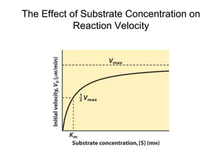 The Effect of Substrate Concentration on
Reaction Velocity
 