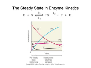 The Steady State in Enzyme Kinetics
 