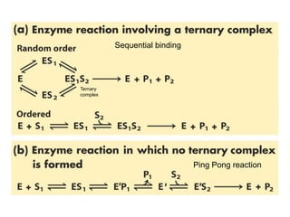 Ping Pong reaction
Sequential binding
Ternary
complex
 