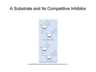 A Substrate and Its Competitive Inhibitor
 