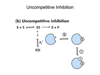 Uncompetitive Inhibition
 
