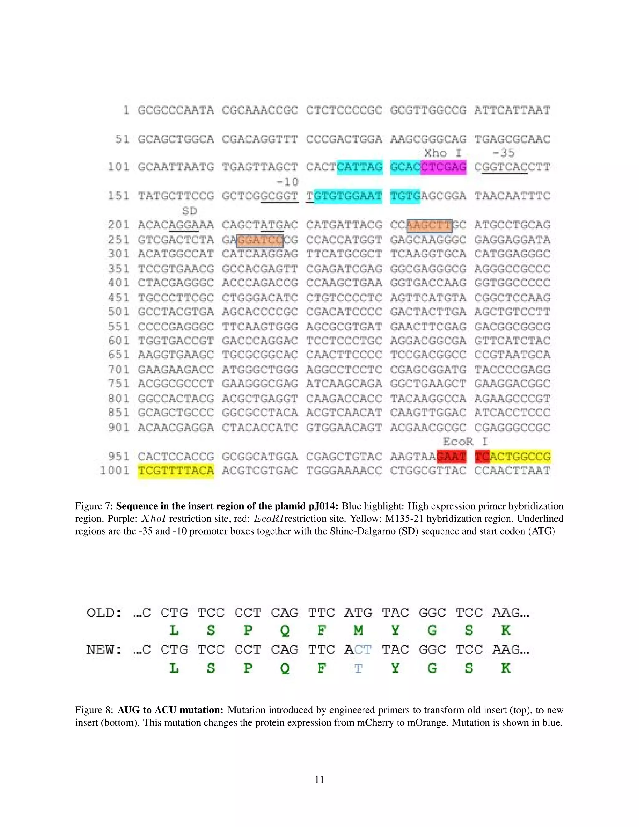 Figure 7: Sequence in the insert region of the plamid pJ014: Blue highlight: High expression primer hybridization
region. Purple: XhoI restriction site, red: EcoRIrestriction site. Yellow: M135-21 hybridization region. Underlined
regions are the -35 and -10 promoter boxes together with the Shine-Dalgarno (SD) sequence and start codon (ATG)
Figure 8: AUG to ACU mutation: Mutation introduced by engineered primers to transform old insert (top), to new
insert (bottom). This mutation changes the protein expression from mCherry to mOrange. Mutation is shown in blue.
11
 