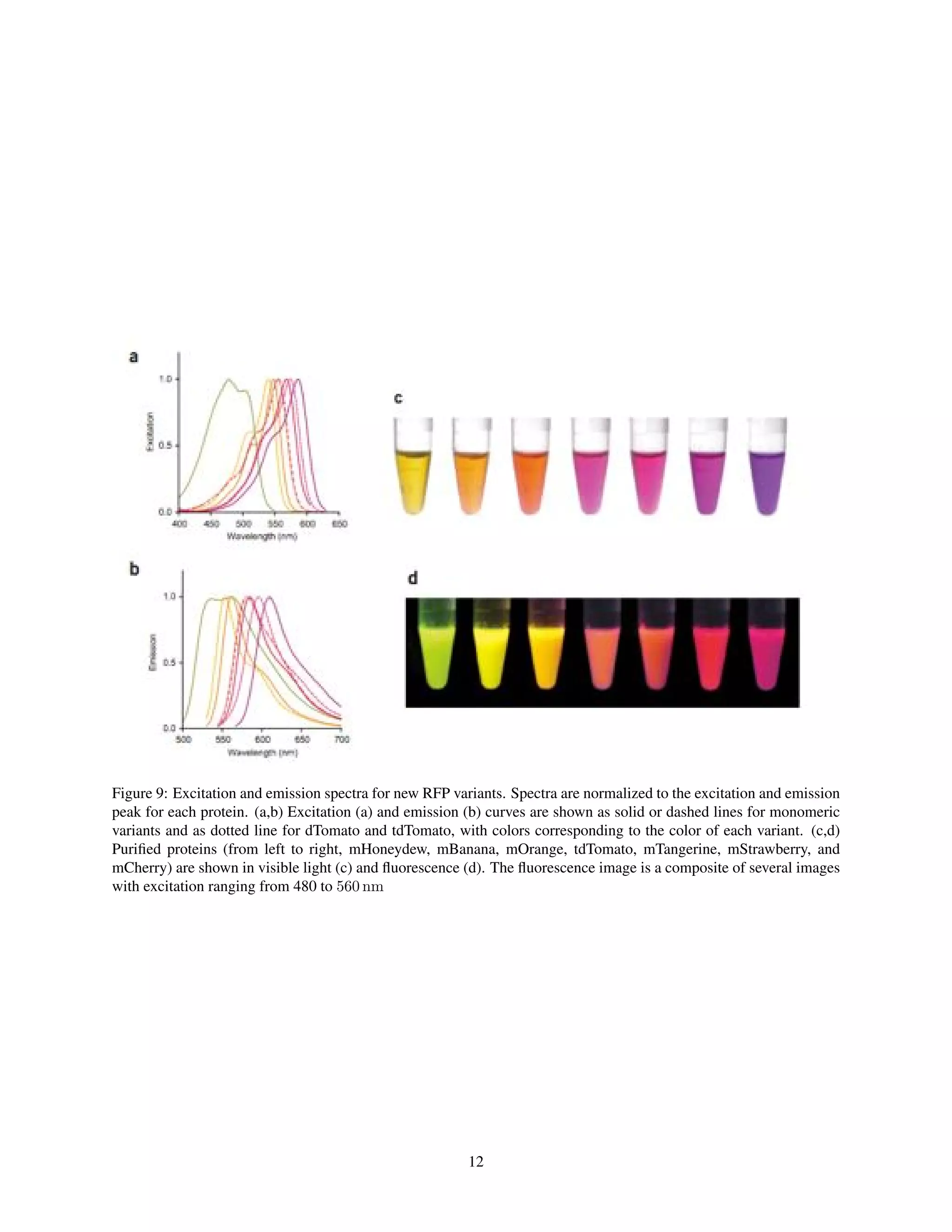 Figure 9: Excitation and emission spectra for new RFP variants. Spectra are normalized to the excitation and emission
peak for each protein. (a,b) Excitation (a) and emission (b) curves are shown as solid or dashed lines for monomeric
variants and as dotted line for dTomato and tdTomato, with colors corresponding to the color of each variant. (c,d)
Puriﬁed proteins (from left to right, mHoneydew, mBanana, mOrange, tdTomato, mTangerine, mStrawberry, and
mCherry) are shown in visible light (c) and ﬂuorescence (d). The ﬂuorescence image is a composite of several images
with excitation ranging from 480 to 560 nm
12
 
