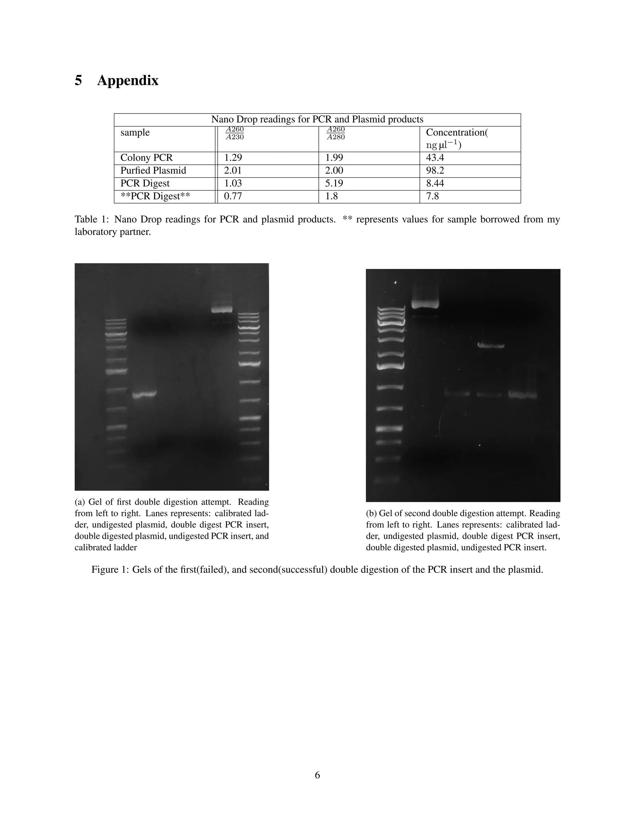 5 Appendix
Nano Drop readings for PCR and Plasmid products
sample A260
A230
A260
A280 Concentration(
ng µl−1
)
Colony PCR 1.29 1.99 43.4
Purﬁed Plasmid 2.01 2.00 98.2
PCR Digest 1.03 5.19 8.44
**PCR Digest** 0.77 1.8 7.8
Table 1: Nano Drop readings for PCR and plasmid products. ** represents values for sample borrowed from my
laboratory partner.
(a) Gel of ﬁrst double digestion attempt. Reading
from left to right. Lanes represents: calibrated lad-
der, undigested plasmid, double digest PCR insert,
double digested plasmid, undigested PCR insert, and
calibrated ladder
(b) Gel of second double digestion attempt. Reading
from left to right. Lanes represents: calibrated lad-
der, undigested plasmid, double digest PCR insert,
double digested plasmid, undigested PCR insert.
Figure 1: Gels of the ﬁrst(failed), and second(successful) double digestion of the PCR insert and the plasmid.
6
 