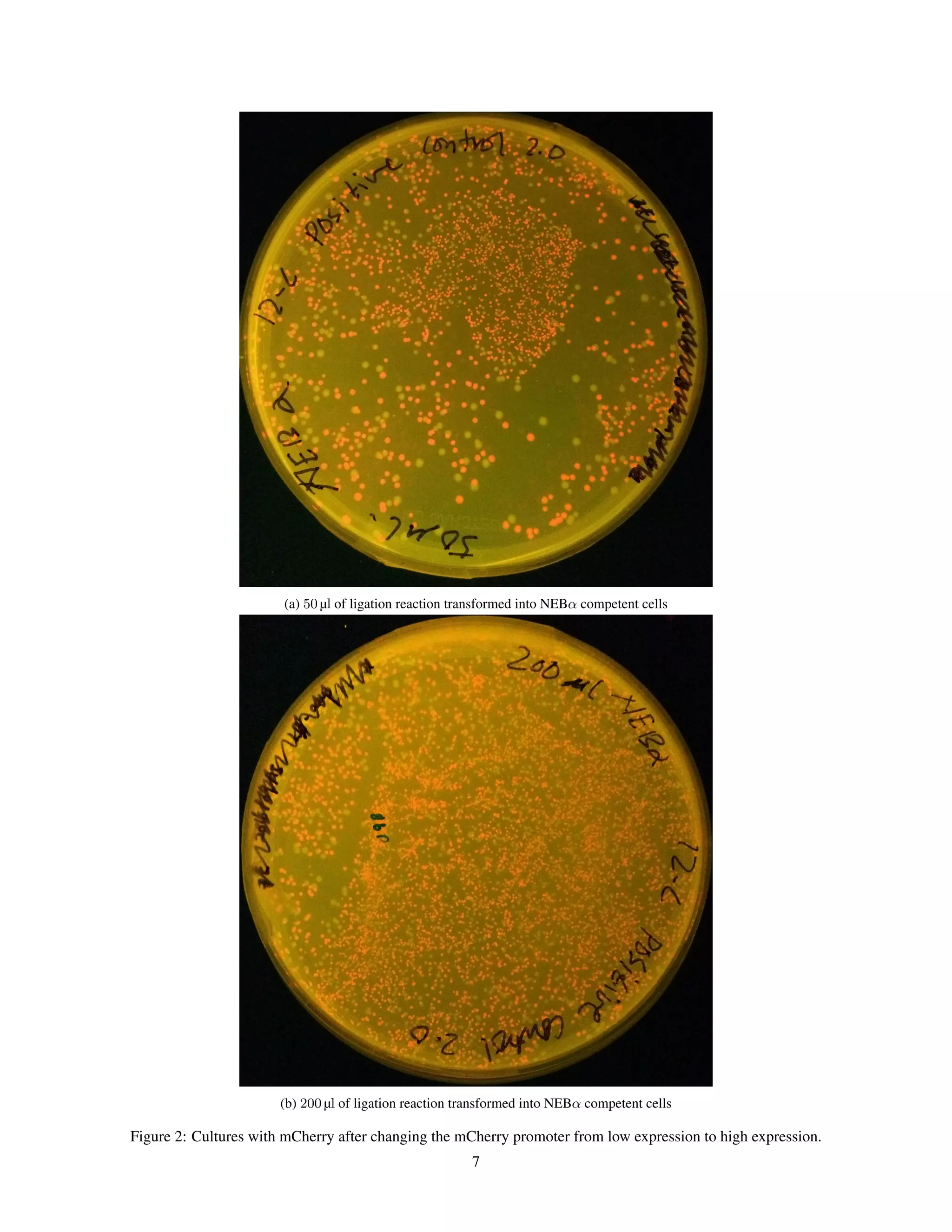 (a) 50 µl of ligation reaction transformed into NEBα competent cells
(b) 200 µl of ligation reaction transformed into NEBα competent cells
Figure 2: Cultures with mCherry after changing the mCherry promoter from low expression to high expression.
7
 