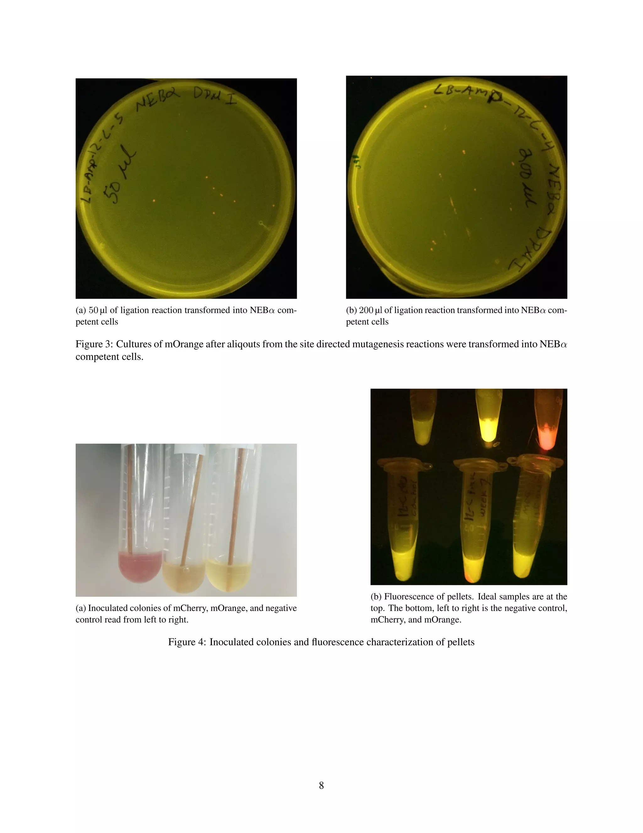 (a) 50 µl of ligation reaction transformed into NEBα com-
petent cells
(b) 200 µl of ligation reaction transformed into NEBα com-
petent cells
Figure 3: Cultures of mOrange after aliqouts from the site directed mutagenesis reactions were transformed into NEBα
competent cells.
(a) Inoculated colonies of mCherry, mOrange, and negative
control read from left to right.
(b) Fluorescence of pellets. Ideal samples are at the
top. The bottom, left to right is the negative control,
mCherry, and mOrange.
Figure 4: Inoculated colonies and ﬂuorescence characterization of pellets
8
 
