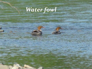 Water fowl
 
