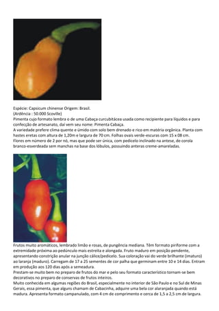 Espécie: Capsicum chinense Origem: Brasil.
(Ardência : 50.000 Scoville)
Pimenta cujo formato lembra o de uma Cabaça curcubitácea usada como recipiente para líquidos e para
confecção de artesanato, daí vem seu nome: Pimenta Cabaça.
A variedade prefere clima quente e úmido com solo bem drenado e rico em matéria orgânica. Planta com
hastes eretas com altura de 1,20m e largura de 70 cm. Folhas ovais verde-escuras com 15 x 08 cm.
Flores em número de 2 por nó, mas que pode ser única, com pedicelo inclinado na antese, de corola
branco-esverdeada sem manchas na base dos lóbulos, possuindo anteras creme-amareladas.
Frutos muito aromáticos, lembrado limão e rosas, de pungência mediana. Têm formato piriforme com a
extremidade próxima ao pedúnculo mais estreita e alongada. Fruto maduro em posição pendente,
apresentando constrição anular na junção cálice/pedicelo. Sua coloração vai do verde brilhante (imaturo)
ao laranja (maduro). Carregam de 17 a 25 sementes de cor palha que germinam entre 10 e 14 dias. Entram
em produção aos 120 dias após a semeadura.
Prestam-se muito bem no preparo de frutos do mar e pelo seu formato característico tornam-se bem
decorativos no preparo de conservas de frutos inteiros.
Muito conhecida em algumas regiões do Brasil, especialmente no interior de São Paulo e no Sul de Minas
Gerais, essa pimenta, que alguns chamam de Cabacinha, adquire uma bela cor alaranjada quando está
madura. Apresenta formato campanulado, com 4 cm de comprimento e cerca de 1,5 a 2,5 cm de largura.
 