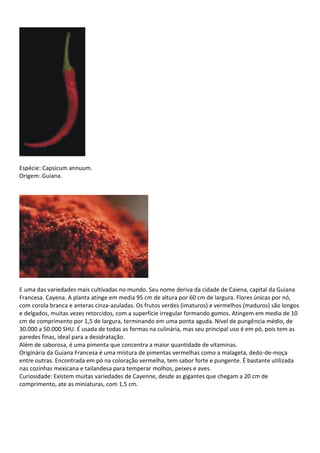 Espécie: Capsicum annuum.
Origem: Guiana.
E uma das variedades mais cultivadas no mundo. Seu nome deriva da cidade de Caiena, capital da Guiana
Francesa. Cayena. A planta atinge em media 95 cm de altura por 60 cm de largura. Flores únicas por nó,
com corola branca e anteras cinza-azuladas. Os frutos verdes (imaturos) e vermelhos (maduros) são longos
e delgados, muitas vezes retorcidos, com a superfície irregular formando gomos. Atingem em media de 10
cm de comprimento por 1,5 de largura, terminando em uma ponta aguda. Nível de pungência médio, de
30.000 a 50.000 SHU. É usada de todas as formas na culinária, mas seu principal uso é em pó, pois tem as
paredes finas, ideal para a desidratação.
Além de saborosa, é uma pimenta que concentra a maior quantidade de vitaminas.
Originária da Guiana Francesa é uma mistura de pimentas vermelhas como a malageta, dedo-de-moça
entre outras. Encontrada em pó na coloração vermelha, tem sabor forte e pungente. É bastante utilizada
nas cozinhas mexicana e tailandesa para temperar molhos, peixes e aves.
Curiosidade: Existem muitas variedades de Cayenne, desde as gigantes que chegam a 20 cm de
comprimento, ate as miniaturas, com 1,5 cm.
 