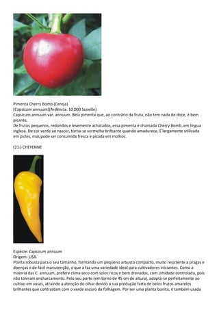 Pimenta Cherry Bomb (Cereja)
(Capsicum annuum)(Ardência: 10.000 Scoville)
Capsicum annuum var. annuum. Bela pimenta que, ao contrário da fruta, não tem nada de doce, é bem
picante.
De frutos pequenos, redondos e levemente achatados, essa pimenta é chamada Cherry Bomb, em língua
inglesa. De cor verde ao nascer, torna-se vermelha brilhante quando amadurece. É largamente utilizada
em picles, mas pode ser consumida fresca e picada em molhos.
(21.) CHEYENNE
Espécie: Capsicum annuum
Origem: USA.
Planta robusta para o seu tamanho, formando um pequeno arbusto compacto, muito resistente a pragas e
doenças e de fácil manutenção, o que a faz uma variedade ideal para cultivadores iniciantes. Como a
maioria das C. annuum, prefere clima seco com solos ricos e bem drenados, com umidade controlada, pois
não toleram encharcamento. Pelo seu porte (em torno de 45 cm de altura), adapta-se perfeitamente ao
cultivo em vasos, atraindo a atenção do olhar devido a sua produção farta de belos frutos amarelos
brilhantes que contrastam com o verde escuro da folhagem. Por ser uma planta bonita, é também usada
 