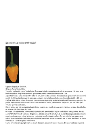 (23.) PIMENTA CHICKEN HEART YELLOW
Espécie: Capsicum annuum.
Origem: Pensilvânia, EUA.
Também conhecida como 'Hinkelhatz'. É uma variedade cultivada por tradição a mais de 150 anos pela
comunidade de imigrantes alemães que se fixaram no estado da Pensilvânia, EUA.
A planta cresce a uma altura entre 60 e 65 cm, com hastes verdes e delicadas que apresentam antocianina
nodal. As folhas, também verde-escuras, possuem formato lanceolado, nas dimensões de 09 x 4.5 cm.
Prefere solos soltos e bem drenados, com umidade constante, sendo aconselhável fazer uma cobertura de
palhas na superfície do substrato. Não toleram ventos fortes, devendo ser amparada por um tutor para
evitar a quebra das hastes.
Flores únicas por nó, com pedicelo pendente na antese e corola branca, sem manchas na base dos lóbulos.
As anteras são de coloração cinza.
Os frutos são pendentes, com formato cônico curto lembrando o órgão cardíaco de uma galinha, daí seu
nome “Chicken Heart” (coração de galinha). São de cor verde (imaturos), passando aos poucos ao amarelo
ouro (maduros), mas existe também a variedade com frutos vermelhos. Em seu interior, carregam uma
média de 60 sementes de coloração creme que germinam no período entre 8 e 14 dias. A colheita se inicia
entre 100 e 110 dias após a semeadura.
É uma pimenta com pungência 4 na escala de calor, possuindo sabor frutado. Em sua região de origem é
 