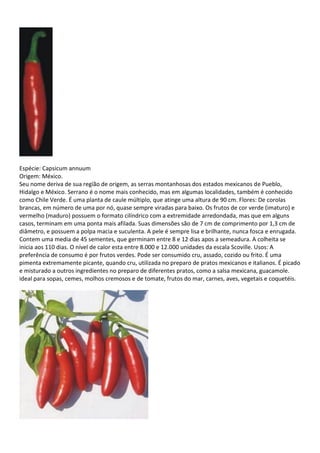 Espécie: Capsicum annuum
Origem: México.
Seu nome deriva de sua região de origem, as serras montanhosas dos estados mexicanos de Pueblo,
Hidalgo e México. Serrano é o nome mais conhecido, mas em algumas localidades, também é conhecido
como Chile Verde. É uma planta de caule múltiplo, que atinge uma altura de 90 cm. Flores: De corolas
brancas, em número de uma por nó, quase sempre viradas para baixo. Os frutos de cor verde (imaturo) e
vermelho (maduro) possuem o formato cilíndrico com a extremidade arredondada, mas que em alguns
casos, terminam em uma ponta mais afilada. Suas dimensões são de 7 cm de comprimento por 1,3 cm de
diâmetro, e possuem a polpa macia e suculenta. A pele é sempre lisa e brilhante, nunca fosca e enrugada.
Contem uma media de 45 sementes, que germinam entre 8 e 12 dias apos a semeadura. A colheita se
inicia aos 110 dias. O nível de calor esta entre 8.000 e 12.000 unidades da escala Scoville. Usos: A
preferência de consumo é por frutos verdes. Pode ser consumido cru, assado, cozido ou frito. É uma
pimenta extremamente picante, quando cru, utilizada no preparo de pratos mexicanos e italianos. É picado
e misturado a outros ingredientes no preparo de diferentes pratos, como a salsa mexicana, guacamole.
ideal para sopas, cemes, molhos cremosos e de tomate, frutos do mar, carnes, aves, vegetais e coquetéis.
 