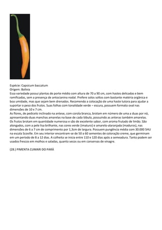 Espécie: Capsicum baccatum
Origem: Bolívia
Essa variedade possui plantas de porte médio com altura de 70 a 90 cm, com hastes delicadas e bem
ramificadas, sem a presença de antocianina nodal. Prefere solos soltos com bastante matéria orgânica e
boa umidade, mas que sejam bem drenados. Recomendo a colocação de uma haste tutora para ajudar a
suportar o peso dos frutos. Suas folhas com tonalidade verde – escura, possuem formato oval nas
dimensões de 10 x 7 cm.
As flores, de pedicelo inclinado na antese, com corola branca, brotam em número de uma a duas por nó,
apresentando duas manchas amarelas na base de cada lóbulo, possuindo as anteras também amarelas.
Os frutos brotam em quantidade numerosa e são de excelente sabor, com aroma frutado de limão. São
alongados, com a pele lisa brilhante, nas cores verde (imaturo) e amarelo-alaranjada (maduros), nas
dimensões de 6 a 7 cm de comprimento por 1,3cm de largura. Possuem pungência média com 30.000 SHU
na escala Scoville. Em seu interior encontram-se de 50 a 60 sementes de coloração creme, que germinam
em um período de 8 a 12 dias. A colheita se inicia entre 110 e 120 dias após a semeadura. Tanto podem ser
usados frescos em molhos e saladas, quanto secos ou em conservas de vinagre.
(28.) PIMENTA CUMARI DO PARÁ
 