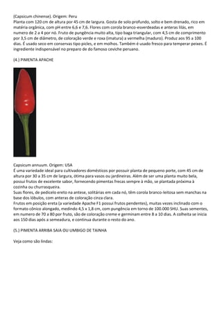 (Capsicum chinense). Origem: Peru
Planta com 120 cm de altura por 45 cm de largura. Gosta de solo profundo, solto e bem drenado, rico em
matéria orgânica, com pH entre 6,6 e 7,6. Flores com corola branco-esverdeadas e anteras lilás, em
numero de 2 a 4 por nó. Fruto de pungência muito alta, tipo baga triangular, com 4,5 cm de comprimento
por 3,5 cm de diâmetro, de coloração verde e roxa (imatura) a vermelha (maduro). Produz aos 95 a 100
dias. É usado seco em conservas tipo picles, e em molhos. Também é usado fresco para temperar peixes. É
ingrediente indispensável no preparo de do famoso ceviche peruano.
(4.) PIMENTA APACHE
Capsicum annuum. Origem: USA
É uma variedade ideal para cultivadores domésticos por possuir planta de pequeno porte, com 45 cm de
altura por 30 a 35 cm de largura, ótima para vasos ou jardineiras. Além de ser uma planta muito bela,
possui frutos de excelente sabor, fornecendo pimentas frecas sempre à mão, se plantada próxima à
cozinha ou churrasqueira.
Suas flores, de pedicelo ereto na antese, solitárias em cada nó, têm corola branco-leitosa sem manchas na
base dos lóbulos, com anteras de coloração cinza clara.
Frutos em posição ereta (a variedade Apache F1 possui frutos pendentes), muitas vezes inclinado com o
formato cônico alongado, medindo 4,5 x 1,8 cm, com pungência em torno de 100.000 SHU. Suas sementes,
em numero de 70 a 80 por fruto, são de coloração creme e germinam entre 8 a 10 dias. A colheita se inicia
aos 150 dias após a semeadura, e continua durante o resto do ano.
(5.) PIMENTA ARRIBA SAIA OU UMBIGO DE TAINHA
Veja como são lindas:
 