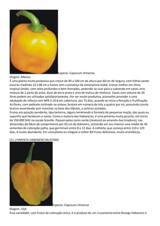 Especie: Capsicum chinense.
Origem: México
É uma planta muito produtiva que cresce de 90 a 100 cm de altura por 60 cm de largura, com folhas verde-
escuras medindo 13 x 08 cm e hastes sem a presença de antocianina nodal. Cresce melhor em clima
tropical úmido, com solos profundos e bem drenados, podendo-se usar para o substrato em vasos uma
mistura de 1 parte de areia, duas de terra preta e uma de húmus de minhoca. Vasos com volume de 20
litros podem ser utilizados satisfatoriamente. Por ser muito produtiva, aconselho proceder a uma
adubação de reforço com NPK 4.14.8 em cobertura, aos 75 dias, quando se inicia a floração e frutificação.
As flores, com pedicelo inclinado na antese, brotam em número de três a quatro por nó, possuindo corola
branco-esverdeada sem manchas na base dos lóbulos, e anteras azuladas.
Frutos em posição pendente, tipo lanterna, alguns lembrando o formato de pequenas maçãs, das quais eu
suponho que herdaram o nome. Como a maioria das Habaneros, é uma pimenta muito picante, em torno
de 350.000 SHU na escala Scoville. Passam pelas cores verde (imaturo) ao amarelo-ôvo (maduro), nas
dimensões de 04cm de comprimento por 03 cm de diâmetro, contendo em seu interior uma média de 30
sementes de coloração palha, que germinam entre 8 e 12 dias. A colheita, que começa entre 110 e 120
dias, é muito abundante. Em uma planta eu cheguei a colher 84 frutos deliciosos, muito aromáticos.
(51.) PIMENTA HABANERO MUSTARD
Especie: Capsicum chinense
Origem: USA
Essa variedade, com frutos de coloração única, é o produto de um cruzamento entre Orange Habanero e
 