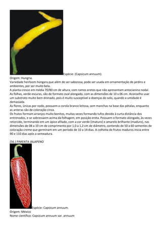 Espécie: (Capsicum annuum).
Origem: Hungria.
Variedade heirloom húngara,que além de ser saborosa, pode ser usada em ornamentação de jardins e
ambientes, por ser muito bela.
A planta cresce em média 70/80 cm de altura, com ramos eretos que não apresentam antocianina nodal.
As folhas, verde escuras, são de formato oval alongado, com as dimensões de 10 x 06 cm. Aconselho usar
um substrato muito bem drenado, pois é muito susceptível a doenças do solo, quando a umidade é
demasiada.
As flores, únicas por nodo, possuem a corola branco leitosa, sem manchas na base das pétalas, enquanto
as anteras são de coloração cinza.
Os frutos formam arranjos muito bonitos, muitas vezes formando tufos devido à curta distância dos
entrenodos, e se sobressaem acima da folhagem, em posição ereta. Possuem o formato alongado, às vezes
retorcido, terminando em um ápice afilado, com a cor verde (imaturo) e amarelo brilhante (maduro), nas
dimensões de 08 a 10 cm de comprimento por 1,0 a 1,2 cm de diâmetro, contendo de 50 a 60 sementes de
coloração creme que germinam em um período de 10 a 14 dias. A colheita de frutos maduros inicia entre
90 e 110 dias após a semeadura.
(56.) PIMENTA JALAPENO
Espécie: Capsicum annuum.
Origem: México
Nome científico: Capsicum annuum var. annuum
 