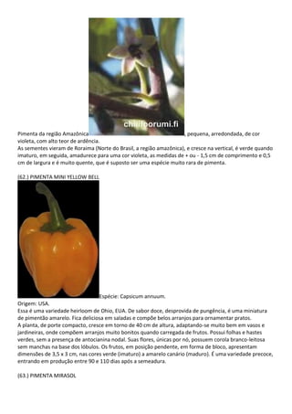 Pimenta da região Amazônica , pequena, arredondada, de cor
violeta, com alto teor de ardência.
As sementes vieram de Roraima (Norte do Brasil, a região amazônica), e cresce na vertical, é verde quando
imaturo, em seguida, amadurece para uma cor violeta, as medidas de + ou - 1,5 cm de comprimento e 0,5
cm de largura e é muito quente, que é suposto ser uma espécie muito rara de pimenta.
(62.) PIMENTA MINI YELLOW BELL
Espécie: Capsicum annuum.
Origem: USA.
Essa é uma variedade heirloom de Ohio, EUA. De sabor doce, desprovida de pungência, é uma miniatura
de pimentão amarelo. Fica deliciosa em saladas e compõe belos arranjos para ornamentar pratos.
A planta, de porte compacto, cresce em torno de 40 cm de altura, adaptando-se muito bem em vasos e
jardineiras, onde compõem arranjos muito bonitos quando carregada de frutos. Possui folhas e hastes
verdes, sem a presença de antocianina nodal. Suas flores, únicas por nó, possuem corola branco-leitosa
sem manchas na base dos lóbulos. Os frutos, em posição pendente, em forma de bloco, apresentam
dimensões de 3,5 x 3 cm, nas cores verde (imaturo) a amarelo canário (maduro). É uma variedade precoce,
entrando em produção entre 90 e 110 dias após a semeadura.
(63.) PIMENTA MIRASOL
 