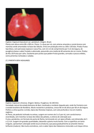 Espécie: Capsicum baccatum var. pendulum. Origem: Brasil.
Planta com altura entre 80 a 100 cm. Flores: 1 a duas por nó, com anteras amarelas e corola branca com
manchas verde amareladas na base dos lóbulos. Entra em produção entre os 100 e 120 dias. Produz frutos
tipo bloco, com pericarpo espesso e casca fina, com 3,5 cm de comprimento por 5 cm de largura, de
pungência baixa e sabor frutado e adocicado, possuindo uma media de 60 sementes de cor creme. Produz
de 40 a 50 frutos por safra. Excelente para pratos que pedem frutos grandes, carnudos e pouco ardidos,
como pimentas recheadas e saladas.
(7.) PIMENTA BENI HIGHLANDS
Espécie: Capsicum chinense. Origem: Bolívia. Pungência: 42.240 SHU.
Variedade natural do estado boliviano de Beni, localizado a nordeste daquele país, onde faz fronteira com
o estado brasileiro de Rondônia. Muito resistente e produtiva, cresce 90 cm de altura por 60 cm de largura.
Prefere o clima quente e úmido, típico das florestas tropicais, com solo profundo e rico em matéria
orgânica.
As flores, de pedicelo inclinado na antese, surgem em numero de 3 a 5 por nó, com corola branco-
esverdeada, sem manchas na base dos lobos das pétalas, e anteras de coloração azul.
Frutos, pendentes, em formato de ponta de flecha, terminando em um ápice afilado, com dimensões de 5
x 2,3 cm. Surgem em grandes quantidades, deixando a planta muito bonita. Com a superfície um tanto
irregular, apresentam coloração verde escura (imaturo), que passa gradualmente ao amarelo intenso
brilhante (maduro). São muito aromáticos, com o sabor típico das Habaneros misturado a um toque cítrico.
 
