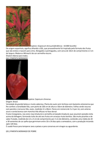 Espécie: (Capsicum Annuum)(Ardência : 10.000 Scoville)
De origem espanhola, significa olhando o SOL, que provavelmente foi inspirado pelo formato dos frutos
que são eretos e nascem para cima. Alongados e pontiagudos, com cerca de 10cm de comprimento e 2 cm
de largura. Madura a Mirasol é de cor vermelha-escura.
Shalom Adonai para todos.
(64.) PIMENTA MORANGO
Espécie: Capsicum chinense.
Origem: Brasil.
Variedade de grande beleza e muito saborosa. Planta de caule semi-lenhoso com bastante antocianina que
lhe confere a tonalidade lilás, com porte de 100 cm de altura x 50cm de diâmetro. Folhas verde-escuras
com pecíolo e nervuras lilás, ovais, medindo 11 x 06cm. Flores em número de 2 a 5 por nó, com anteras
azuis e corola branca com manchas lilás difusas na face dorsal.
Frutos triangulares, nas cores roxa (imaturo) e vermelho arroxeado (maduro), que assumem posição ereta
acima da folhagem, formando tufos de até seis frutos em arranjos muito bonitos. São muito picantes e de
sabor frutado, medindo de 2,5 a 3 cm de comprimento por 2 cm de diâmetro, contendo uma média de 20
a 30 sementes de cor palha que germinam entre 10 e 14 dias após a semeadura, com a produção iniciando
após 120 dias.
É usado fresco para temperar aves e peixes e para conservas em vinagre ou aguardente.
(65.) PIMENTA MORANGO DE POBRE
 