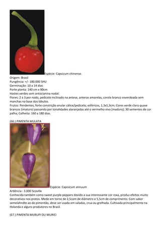 Espécie: Capsicum chinense.
Origem: Brasil
Pungência: +/- 180.000 SHU
Germinação: 10 a 14 dias
Porte planta: 140 cm x 90cm
Hastes verdes sem antocianina nodal.
Flores: 2 a 3 por nodo, pedicelo inclinado na antese, anteras amarelas, corola branco esverdeada sem
manchas na base dos lóbulos.
Frutos: Pendentes, forte constrição anular cálice/pedicelo; esféricos, 1,3x1,3cm; Cores verde claro quase
brancos (imaturo) passando por tonalidades alaranjadas até o vermelho vivo (maduro); 30 sementes de cor
palha; Colheita: 160 a 180 dias.
(66.) PIMENTA MULATA
Espécie: Capisicum annuum
Ardência : 3.000 Scoville
Conhecida também como sweet purple peppers devido a sua interessante cor roxa, produz efeitos muito
decorativos nos pratos. Mede em torno de 2,5com de diâmetro e 5,5cm de comprimento. Com sabor
semelahndte ao do pimentão, deve ser usada em saladas, crua ou grelhada. Cultivada principalmente na
Holanda e alguns produtores no Brasil.
(67.) PIMENTA MURUPI OU MURICI
 