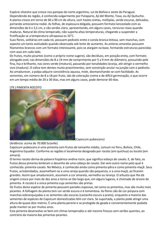 Espécie silvestre que cresce nos pampas do norte argentino, sul da Bolívia e oeste do Paraguai.
Dependendo da região, é conhecida vulgarmente por Putapario, Ají del Monte, Tova, ou Ají Quitucho.
A planta cresce em torno de 60 a 90 cm de altura, com hastes eretas, múltiplas, verde escuras, delicadas,
portando antocianina nodal. As folhas, de espessura delgada, possuem formato lanceolado com as
dimensões de 6 x 3,5 cm, e são verdes claro, apresentando, em alguns casos, nervuras roxas quando
maduras. Natural de clima temperado, não suporta altas temperaturas, chegando a suspender a
frutificação se a temperatura ultrapassa os 32°C.
Suas flores, solitárias em cada nó, possuem pedicelo ereto e corola branca leitosa, sem manchas, com
aspecto um tanto aveludado quando observada sob lente de aumento. As anteras amarelas possuem
filamentos brancos com um formato interessante, pois se alargam na base, formando estruturas parecidas
com asas em cada lado.
Os frutos, muito picantes (como o próprio nome sugere), são decíduos, em posição ereta, com formato
alongado oval, nas dimensões de 8 a 14 mm de comprimento por 5 a 9 mm de diâmetro, possuindo pele
fina, lisa e brilhante, nas cores verde (imaturo), passando por tonalidades laranja, até atingir o vermelho
vivo (maduro). O cálice tem dentes muito proeminentes, sem constrição anular na junção com o pedicelo.
Ao amadurecer, a polpa adquire consistência aquosa, mole, desmanchando-se com facilidade. As
sementes, em número de 8 a 18 por fruto, são de coloração creme e de difícil germinação, o que ocorre
em um tempo médio de 20 a 30 dias, mas em alguns casos, pode demorar 60 dias.
(79.) PIMENTA ROCOTO
(Capsicum pubescens)
(Ardência: acima de 70.000 Scoville)
Capsicum pubescens é uma pimenta com frutos de tamanho médio, comum no Peru, Bolívia, Chile,
Argentina Equador. Conforme as regiões é localmente designada por rocoto (em quíchua) ou locoto (em
aimará).
O termo rocoto deriva da palavra hispânico-andina rocin, que significa esboço de cavalo. E, de fato, os
frutos dessa pimenta lembram o desenho de uma cabeça de cavalo. Daí vem outro nome pelo qual é
conhecida: pimenta-cavalo. No México, é conhecida ainda como pimenta-pêra e como pimenta-maçã. Seus
frutos, arredondados, assemelham-se a uma cereja quando são pequenos, e a uma maçã, ao ficarem
grandes. Assim que amadurecem, assumem a cor amarela, vermelha ou laranja. O arbusto que lhe dá
origem cresce por mais de dez anos e torna-se tão largo que, em alguns lugares, é chamado de árvore de
pimenta. A rocoto é a única pimenta cuja sementes são pretas.
Os frutos desta espécie de pimenta possuem paredes espessas, tal como os pimentos, mas são muito mais
picantes. A folhagem da planta tem cor verde escura e é tomentosa. As flores são de cor púrpura com
manchas esbranquiçadas e as sementes são escuras (castanho escuro a preto), enquanto a maioria das
sementes de espécies de Capsicum domesticadas têm cor clara. Se suportada, a planta pode atingir uma
altura de quase dois metros. É uma planta perene e se protegida da geada e convenientemente podada
pode manter-se por muitos anos.
Esta pimenta desenvolve-se bem em climas temperados e até mesmo frescos sem verões quentes, ao
contrário da maioria das pimentas picantes.
 