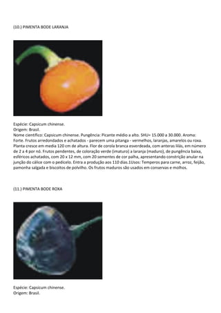 (10.) PIMENTA BODE LARANJA
Espécie: Capsicum chinense.
Origem: Brasil.
Nome científico: Capsicum chinense. Pungência: Picante médio a alto. SHU= 15.000 a 30.000. Aroma:
Forte. Frutos arredondados e achatados - parecem uma pitanga - vermelhos, laranjas, amarelos ou roxa.
Planta cresce em media 120 cm de altura. Flor de corola branca esverdeada, com anteras lilás, em número
de 2 a 4 por nó. Frutos pendentes, de coloração verde (imaturo) a laranja (maduro), de pungência baixa,
esféricos achatados, com 20 x 12 mm, com 20 sementes de cor palha, apresentando constrição anular na
junção do cálice com o pedicelo. Entra a produção aos 110 dias.1Usos: Temperos para carne, arroz, feijão,
pamonha salgada e biscoitos de polvilho. Os frutos maduros são usados em conservas e molhos.
(11.) PIMENTA BODE ROXA
Espécie: Capsicum chinense.
Origem: Brasil.
 