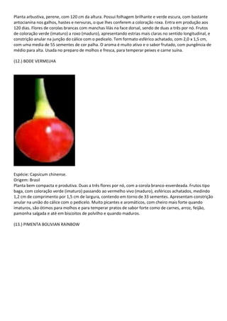 Planta arbustiva, perene, com 120 cm da altura. Possui folhagem brilhante e verde escura, com bastante
antocianina nos galhos, hastes e nervuras, o que lhes conferem a coloração roxa. Entra em produção aos
120 dias. Flores de corolas brancas com manchas lilás na face dorsal, sendo de duas a três por nó. Frutos
de coloração verde (imaturo) a roxo (maduro), apresentando estrias mais claras no sentido longitudinal, e
constrição anular na junção do cálice com o pedicelo. Tem formato esférico achatado, com 2,0 x 1,5 cm,
com uma media de 55 sementes de cor palha. O aroma é muito ativo e o sabor frutado, com pungência de
médio para alta. Usada no preparo de molhos e fresca, para temperar peixes e carne suína.
(12.) BODE VERMELHA
Espécie: Capsicum chinense.
Origem: Brasil
Planta bem compacta e produtiva. Duas a três flores por nó, com a corola branco-esverdeada. Frutos tipo
baga, com coloração verde (imaturo) passando ao vermelho vivo (maduro), esféricos achatados, medindo
1,2 cm de comprimento por 1,5 cm de largura, contendo em torno de 33 sementes. Apresentam constrição
anular na união do cálice com o pedicelo. Muito picantes e aromáticos, com cheiro mais forte quando
imaturos, são ótimos para molhos e para temperar pratos de sabor forte como de carnes, arroz, feijão,
pamonha salgada e até em biscoitos de polvilho e quando maduros.
(13.) PIMENTA BOLIVIAN RAINBOW
 
