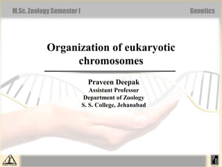M.Sc. Zoology Semester I Genetics
Organization of eukaryotic
chromosomes
Praveen Deepak
Assistant Professor
Department of Zoology
S. S. College, Jehanabad
 