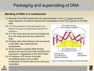 940772037Eukaryotic chromosome organization_compressed.pdf