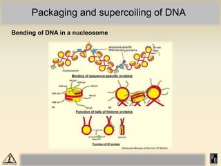 940772037Eukaryotic chromosome organization_compressed.pdf