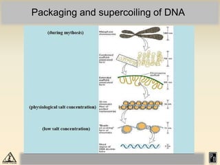940772037Eukaryotic chromosome organization_compressed.pdf
