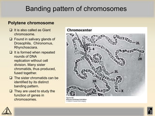 940772037Eukaryotic chromosome organization_compressed.pdf