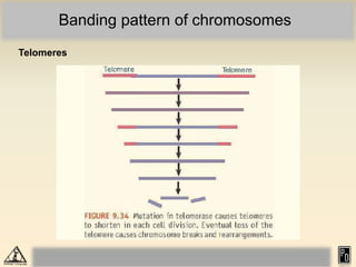 940772037Eukaryotic chromosome organization_compressed.pdf