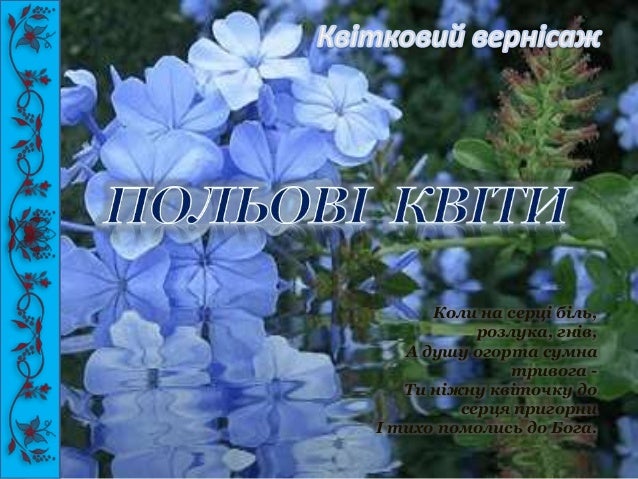 польові квіти україни фото і назви онлайн польові квіти україни фото і назви