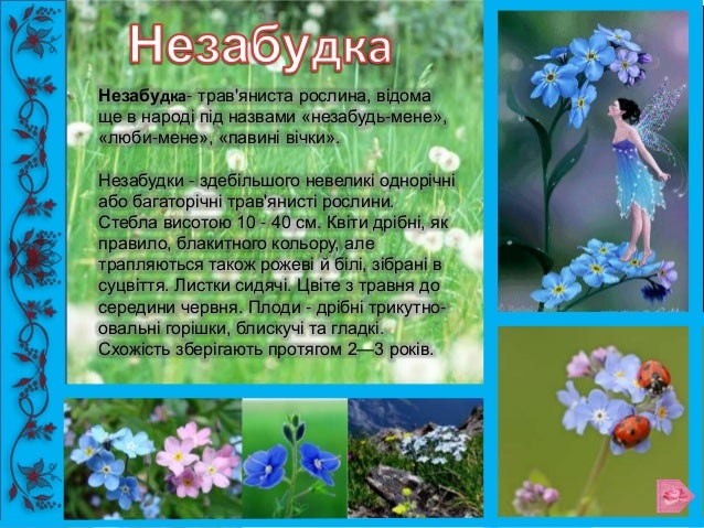 польові квіти україни фото і назви онлайн польові квіти україни фото і назви
