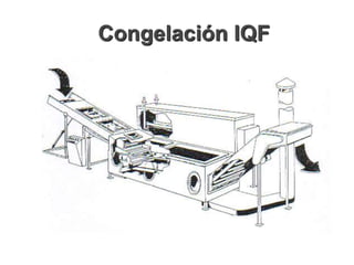 Congelación IQF
 