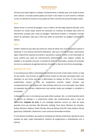 RAFEIRO DO ALENTEJO
VERA LÚCIA GIL INÁCIO
Curso Auxiliar Veterinária • O Cão – Origem e classificação biológica 10
alimento que estes ingerem e adaptar individualmente a refeição para uma ração de baixo
valor calórico. A solução poderá passar por isolar o cão obeso no canil durante a refeição
ou por um período de tempo em que possa ser feito o controlo da sua alimentação e peso.
Pêlo
Apesar de ser um animal de pelagem curta a média e de não exigir especial atenção, como
acontece em outras raças, deverá ser escovado na mudança de estação para alívio do
desconforto causado pela muda de pelagem. Salienta-se também o necessário controlo
básico de parasitas, visto que é fácil que estes se escondam na pelagem compacta do
Rafeiro.
Otite
Existem relatos de que esta raça sofra por vezes de otites com uma frequência superior à
esperada. É uma doença facilmente detectavel, visto que o animal começa a demonstrar
algum desconforto coçando as orelhas e sacudindo a cabeça. A otite é uma inflamação no
canal auditivo que pode ser extremamente desconfortável. Uma higiene cuidada da
pelagem e do pavilhão auricular no sentido de detectar obstruções, excesso de produção
de cera ou a presença de agentes externos, irá reduzir o risco de recorrência da patologia.
Displasia da anca
É uma doença que afeta a articulação coxo-femoral do animal. O cão nasce normal, ou seja
de boa saúde, mas durante os seus primeiros meses de vida esta articulação sofre uma
alteração na sua forma que leva à deformação da cabeça do fémur. É uma situação
problemática porque a falta de congruência articular origina artroses que
consequentemente irão originar dor. Este processo deriva de uma maturação mais rápida
do esqueleto dos animais, relativamente aos tecidos moles que protegem e compõem a
articulação.
A displasia da anca é uma doença que pode afetar qualquer cão, no entanto grande porte
do Rafeiro do Alentejo e o crescimento rápido são condicionantes para o risco de
desenvolver displasia da anca. É uma patologia bastante comum em cães de raças
grandes como por exemplo: São Bernardo, Bulldog, Terra Nova, Retriever do Labrador,
Golden Retriever, Mastins, Pastor Alemão, Serra da Estrela, Shar-Pei, Akita, Setters, Cão de
gado Suiço, Rottweiller, Dobermann, entre outros de dimensões similares.
É uma doença hereditária, que pode ser facilitada por fatores ambientais e genéticos como
excesso de peso, ração hipercalórica, histórico de progenitores e antecedentes com a
doença.
 