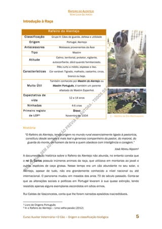 RAFEIRO DO ALENTEJO
VERA LÚCIA GIL INÁCIO
Curso Auxiliar Veterinária • O Cão – Origem e classificação biológica 5
Introdução à Raça
Rafeiro do Alentejo
Classificação Grupo II: Cães de guarda, defesa e utilidade
Origem Portugal, Alentejo
Antecessores Molossos provenientes da Ásia
Tipo Mastim
Atitude
Calmo, territorial, protetor, vigilante,
autoconfiante, dócil quando familiarizado.
Características
Pêlo curto a médio, espesso e liso.
Cor variável: Tigrado, malhado, castanho, cinza,
branco ou beje.
Muito Útil
Também conhecido por Mastim do Alentejo ou
Mastim Português, é também um parente
afastado do Mastim Espanhol.
Espectativa de
vida
12 a 14 anos
Ninhadas 4-6 crias
Primeiro registo
de LOP1
Bravo
Novembro de 1934
História
“O Rafeiro do Alentejo, tendo origem no mundo rural essencialmente ligado à pastorícia,
constituiu desde sempre o mais leal e generoso companheiro do pastor, do maioral, do
guarda do monte, do homem da terra a quem obedece com inteligência e coragem.”
José Abreu Alpoim2
A documentação histórica sobre o Rafeiro do Alentejo não abunda, no entanto consta que
o rei D. Carlos possuía inúmeros animais da raça, que utilizava em montarias ao javali e
outras espécies de caça grossa. Nesse tempo era um cão abundante no seu solar, o
Alentejo, apesar de tudo, não era grandemente conhecido a nível nacional ou até
internacional. O panorama mudou em meados dos anos 70 do século passado. Conta-se
que as alterações sociais e políticas em Portugal levaram à sua quase extinção, tendo
resistido apenas alguns exemplares escondidos em sítios ermos.
Rui Caldas de Vasconcelos, conta que lhe foram narrados episódios inacreditáveis.
1 Livro de Origens Português
2 In o Rafeiro do Alentejo – Uma velha paixão (2012)
2 – Matilha de Élio Machuqueiro
 